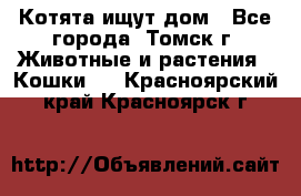 Котята ищут дом - Все города, Томск г. Животные и растения » Кошки   . Красноярский край,Красноярск г.